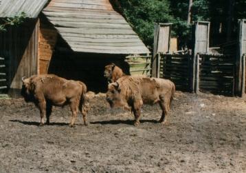 1995_4.JPG